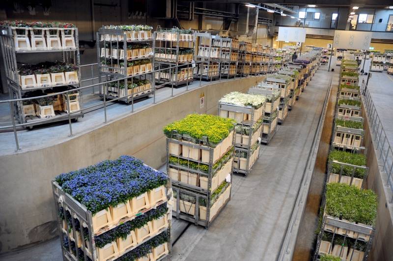 Bloemen op de Duits-Nederlandse Veiling Rhein-Maas